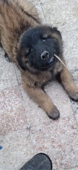 Serra da estrela pronta para entrega