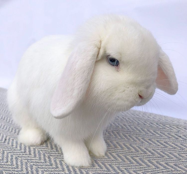 KIT Coelhos anões orelhudos, mini lop super inteligentes e dóceis