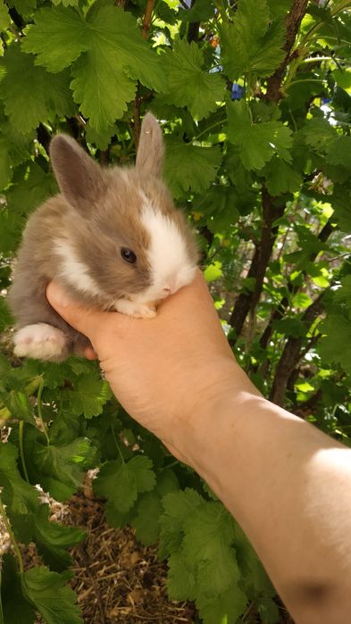 Міні кролики ручні добрі рижі білі придбати в Харкові кролі крольчата