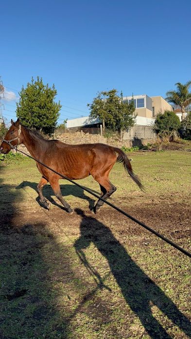 Cavalo cruzado puro sangue inglês.