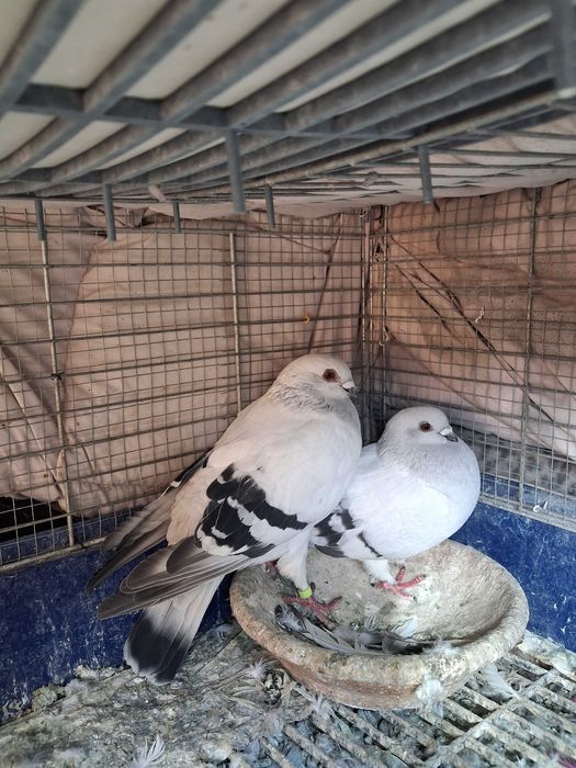 gołębie damasceńskie