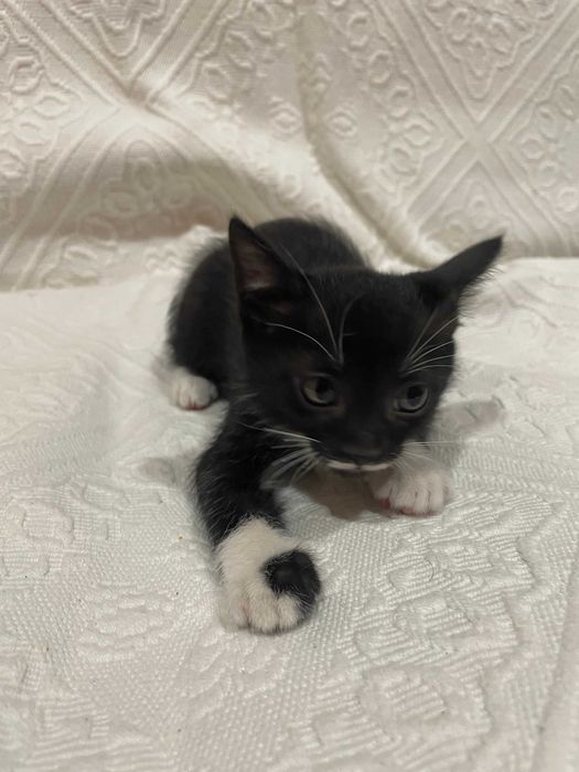 Gatinha Preta para Adoção - Quase 2 Meses
