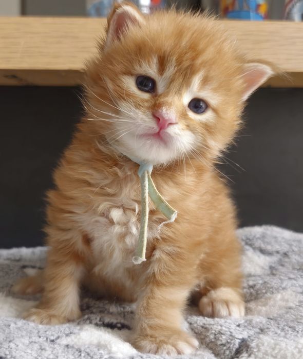 Kociaki Maine Coon od rudej i niebieskiej kotki