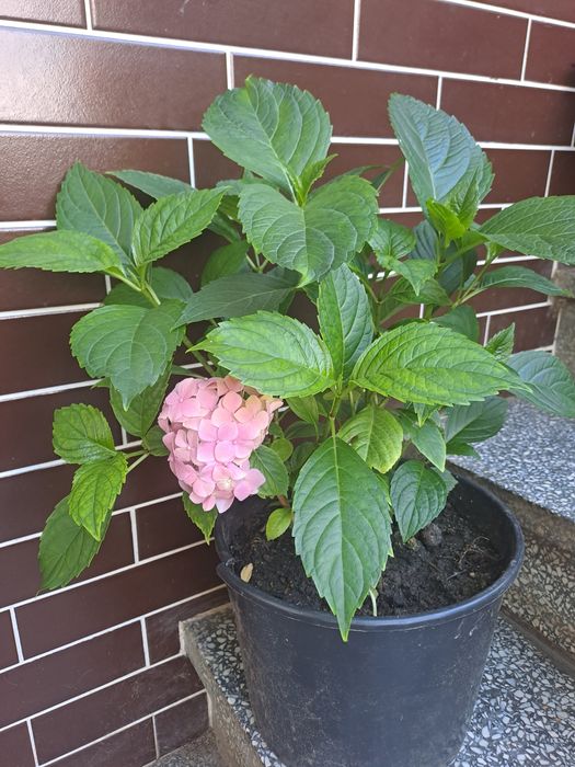 Hortensja, datury, miliny, kwiaty ogrodowe