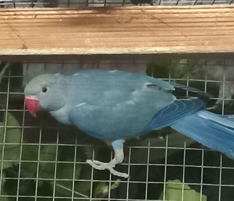 Aleksandretta obrożna samiec turkus violet 2024