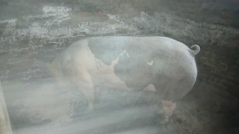 Продам два кабана