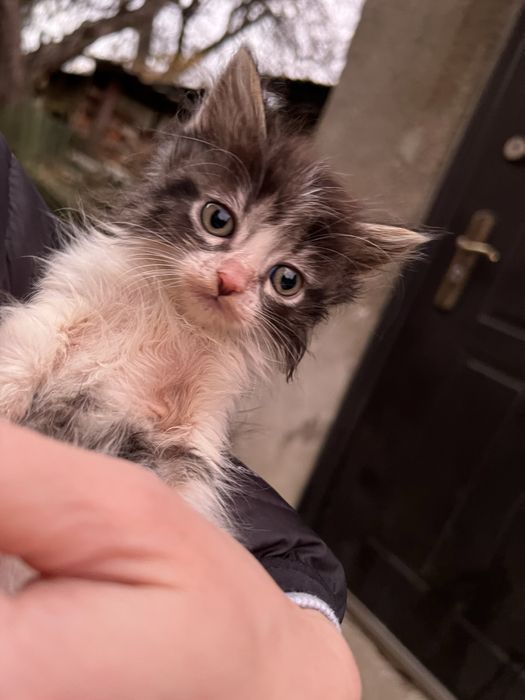 Кошенята (2 місяці)