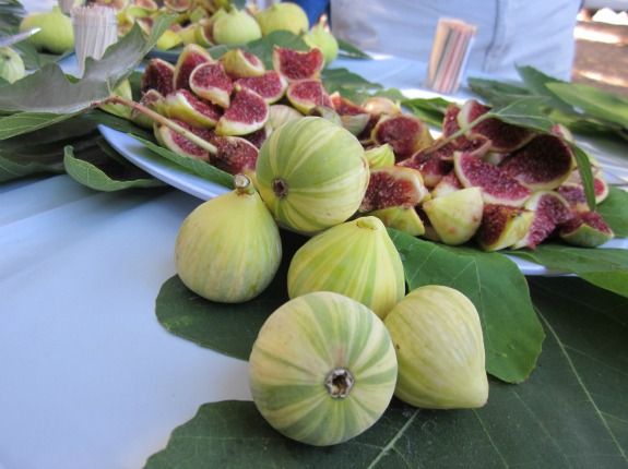 Planta FIGUEIRA TIGRADA - SUPER DOCE - Apenas envios