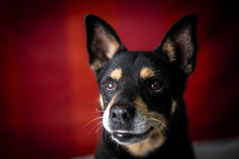 Uroczy Vigor w typie shiby szuka kochającego domu