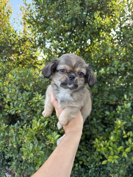 Excecional mini Chihuahua/Chiuaua,LinhagemRussa de Qualidd