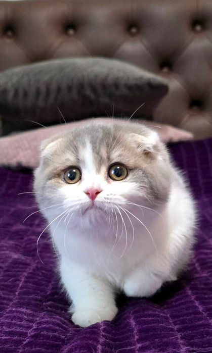 Шотландский вислоухий котёнок девочка