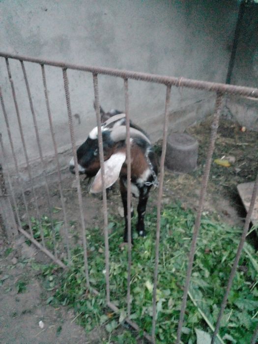 Продам кози Англо-Н