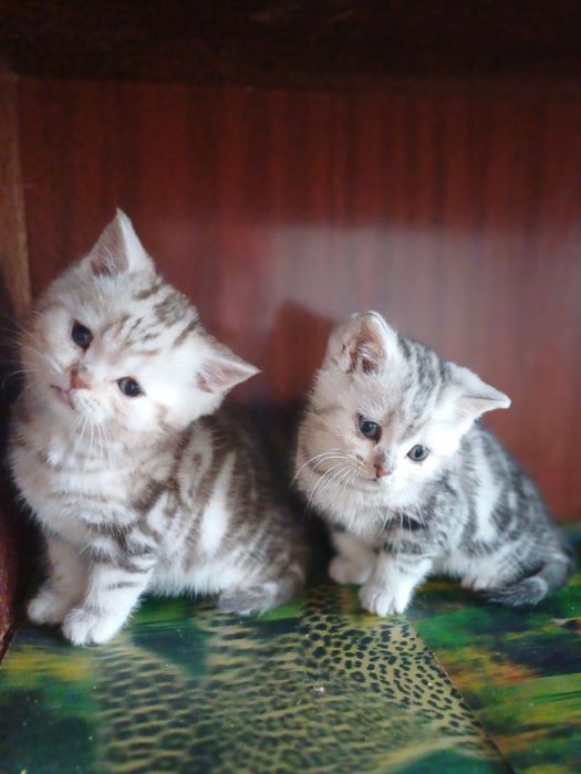 Найчарівніші шотландчики