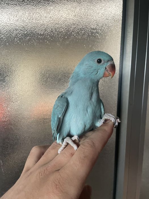 Ring Neck AZUIS E AMARELOS Muito Meigo