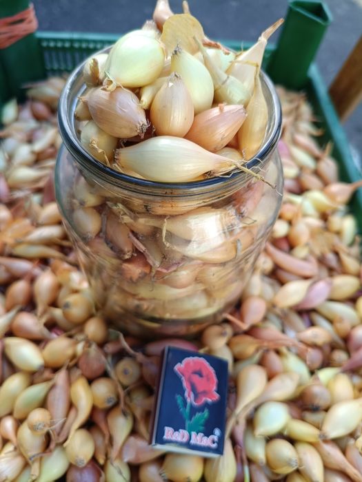 Продам цибулю-сіянку    50 грн.