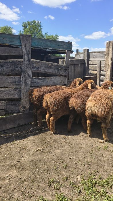 Продам молодняк курдючних баранів.