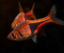 Razbora klinowa  stadna rybka