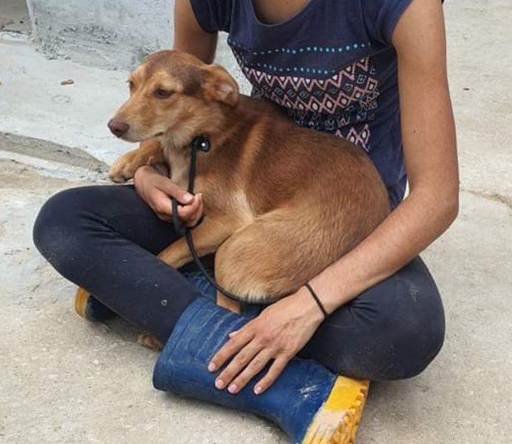 Xoia- cachorra jovem de porte pequeno para adoção