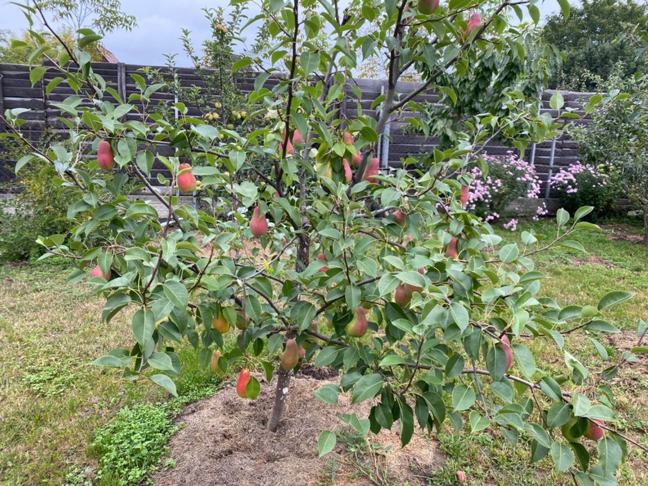 Продається будинок 40 хв від Київа, розвінена інфраструктура.