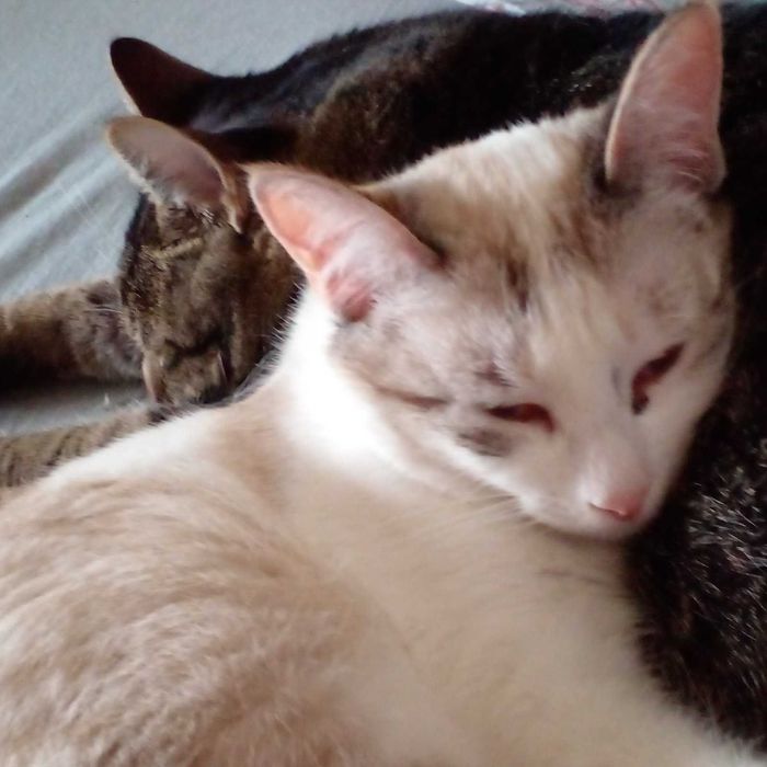 Кошечка ищет семью