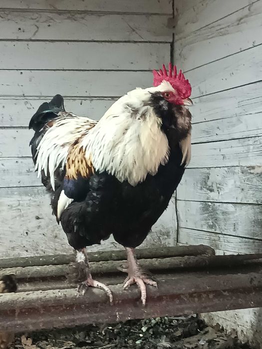 Продам півня породи Фавероль