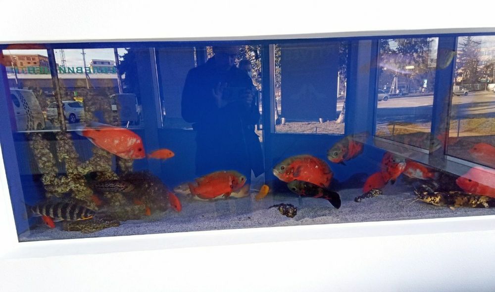 Обслуговування Акваріумів від. 250