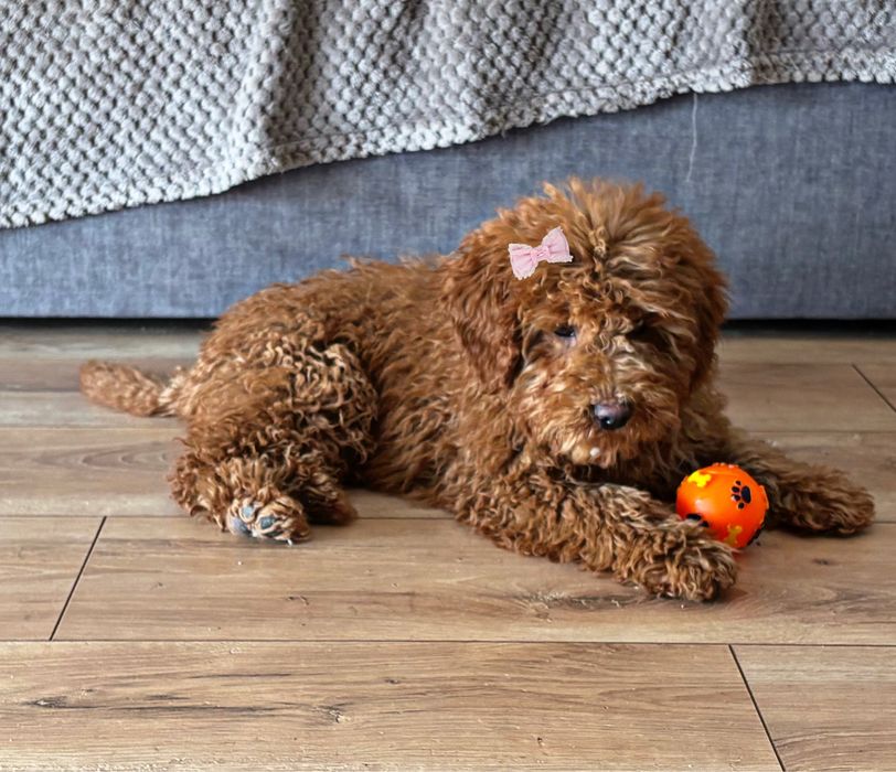 Śliczna Suczka Cockapoo F1B