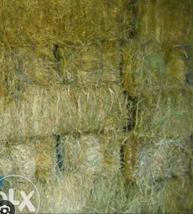 Vendo fardos de azebem de excelente qualidade, alguma dúvida disponha