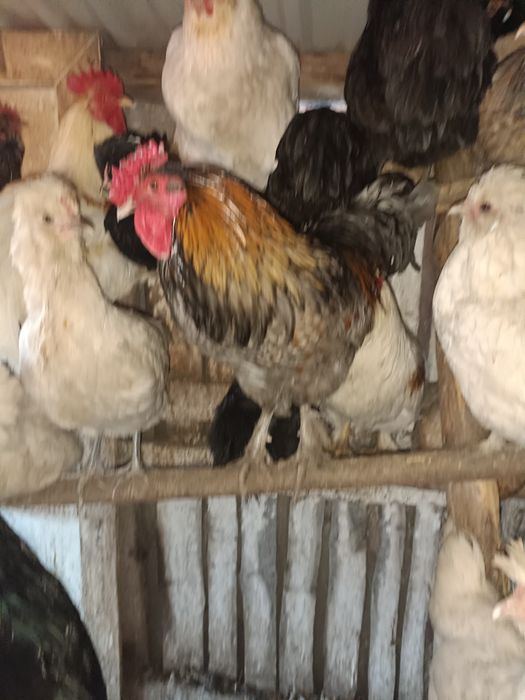 Mam na sprzedaż Koguty