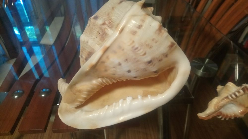 Мушля, ракушка, ранзалія і кассіс