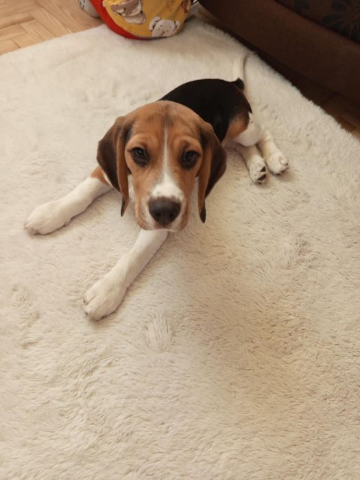 Beagle Piesek Szczeniak