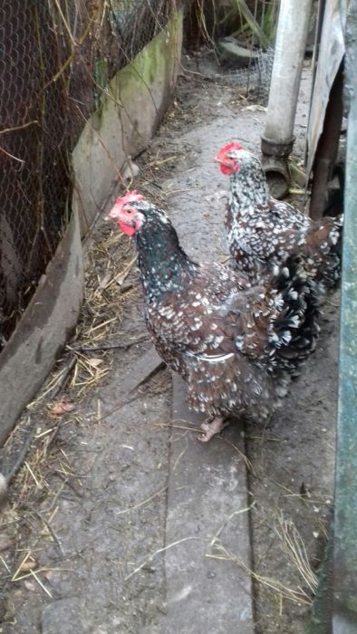 Кури  лівенської ситцевої