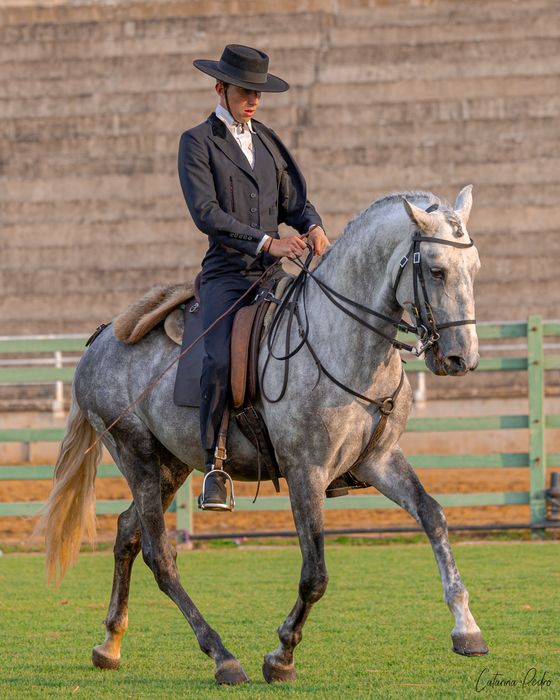 Poldro Lusitano de 4 anos