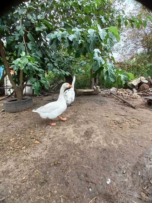 Гусак на плем'я лінда