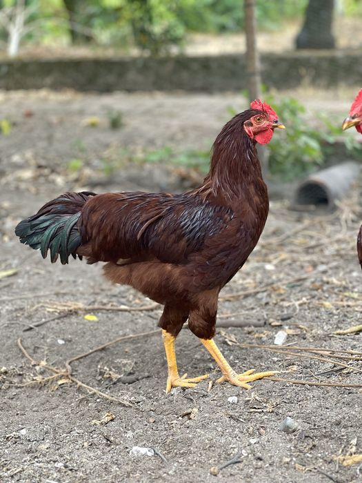 Rhode Island Red