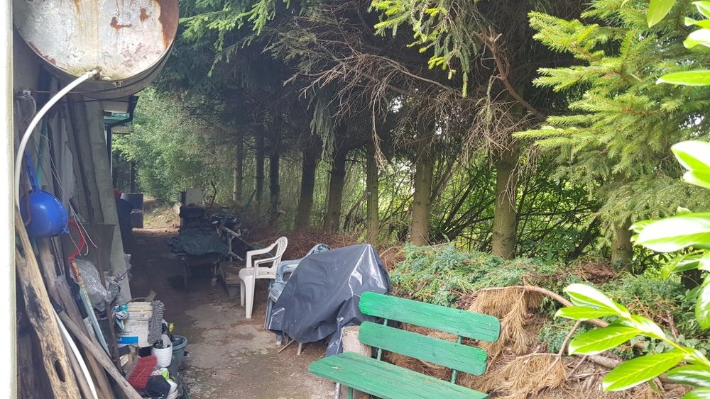 Oddam drzewo za wycinkę około 20szt