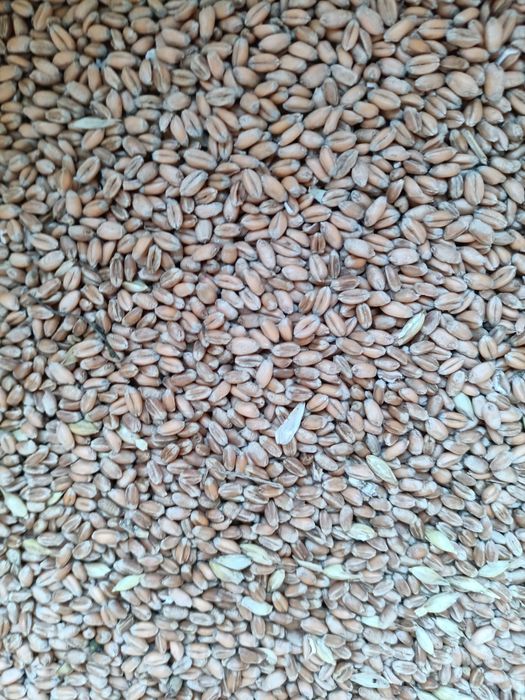 Продам пшеницю...