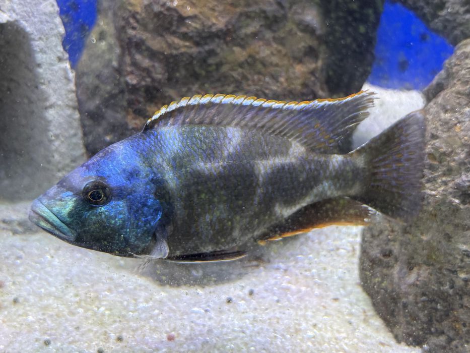 Vendo Ciclidios Africanos