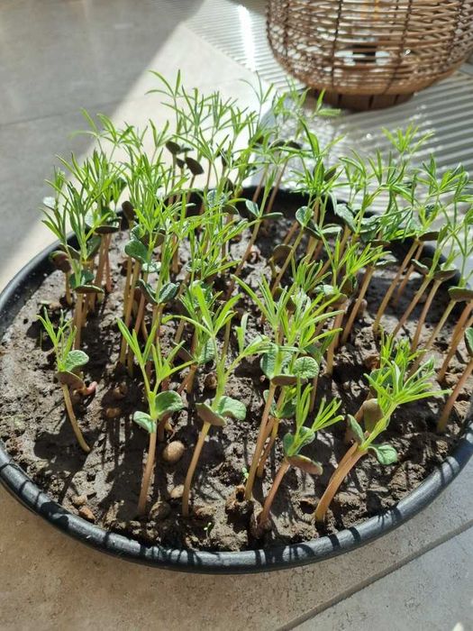 Łubin wąskolistny gorzki