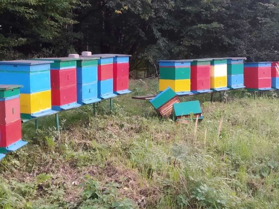 Rodziny pszczele Buckfast Krainka