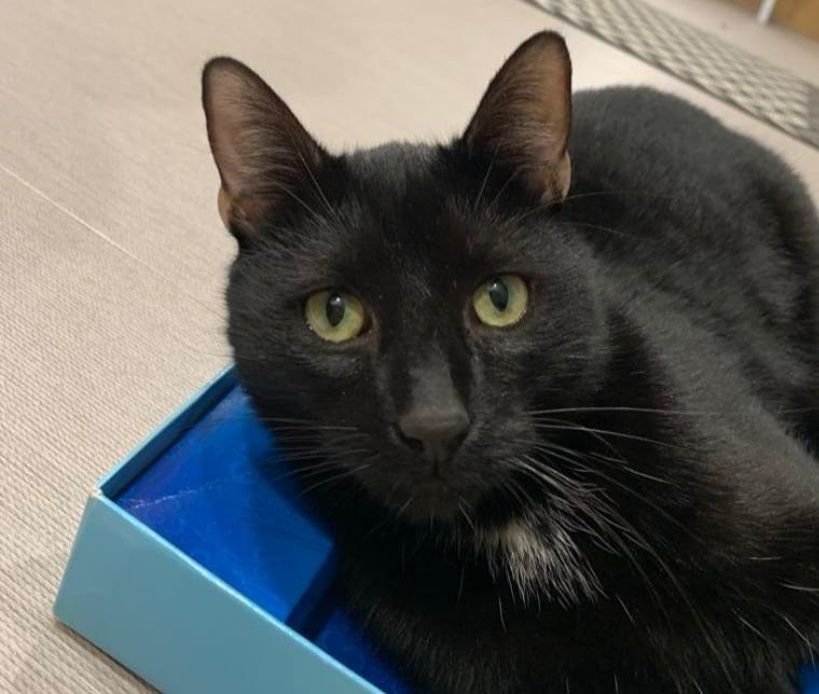 Zaginął kocurek w Katowicach!