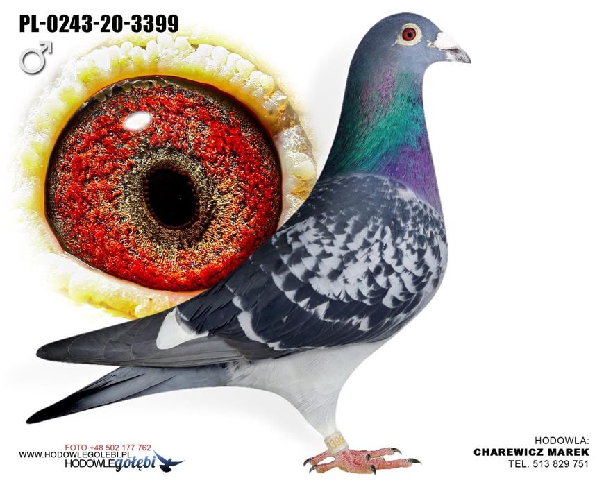 Syn złotej Pary super budowa