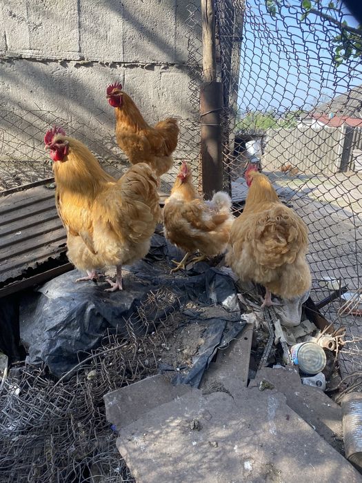 Продам півні  є вибір