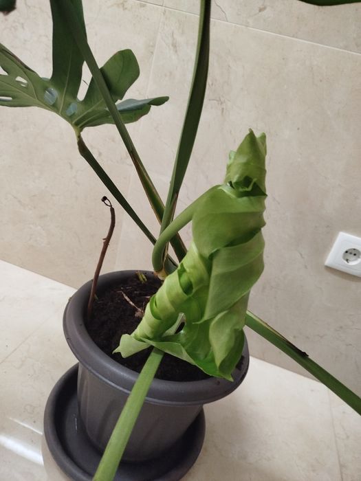 Planta natural grande, monstera deliciosa costela de Adão