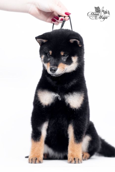 Шиба іну / шиба ину / сіба/ сиба/ shiba inu