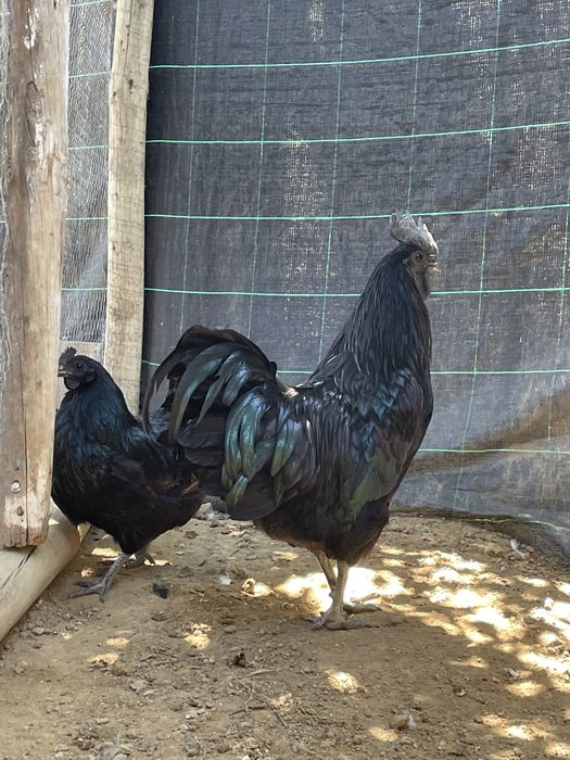 Ovos galados Ayam Cemani