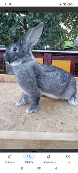 Кролі породи шиншила