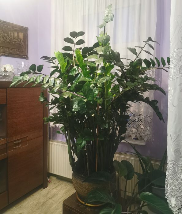 Zamioculcas, xxxl