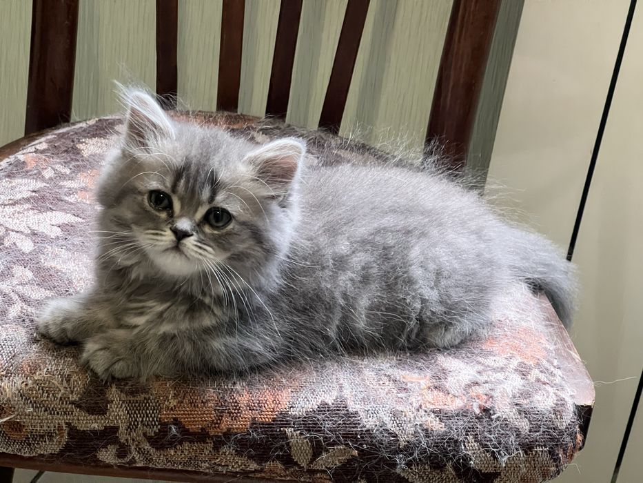 Шотландські кошенята