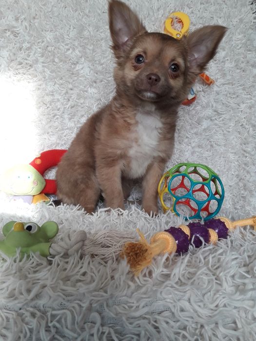 Chihuahua suczka długowłosa karmelowa